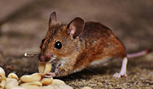 24 Hour & Emergency Exterminators in Vandalia, MT